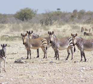 Zebras in der Steppe