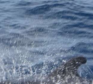 Die Rückenflosse eines Grindwals