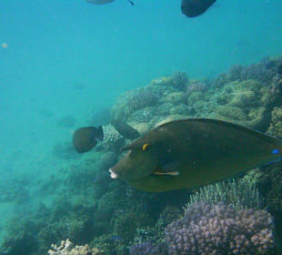 Kurznasendoktorfisch