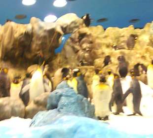 Pinguine