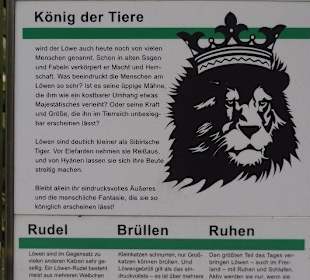 Beschreibung zu den Löwen