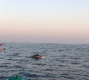 Delfin Tour Lovina