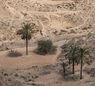 Bergoasen