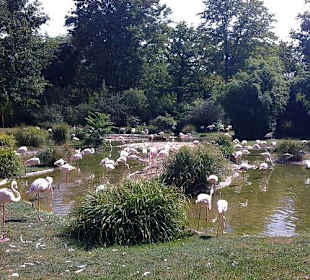 Flamingo