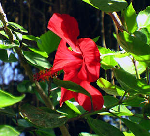 Botanischer Garten Assuan