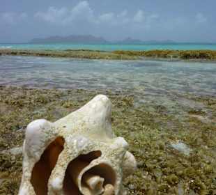 Petit Carenage / Carriacou, Grenada