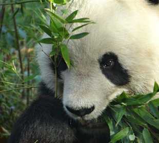 Fütterungszeit beim Panda