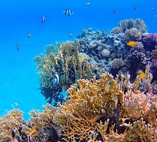 Schnorcheln Soma Bay