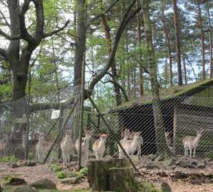 Wildpark bei der Rietburg