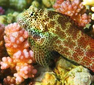 Leoprardenblenny