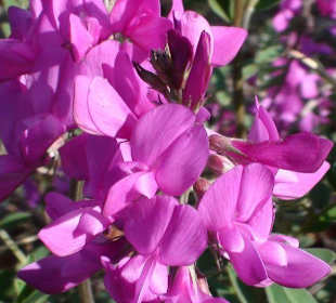 Blüten am Straßenrand