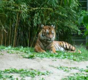Tigergehege