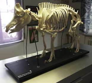 SchweineMuseum