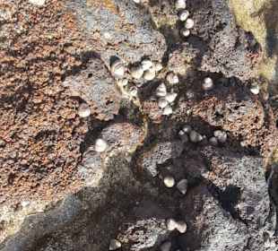 Auf La Graciosa gibt es viele Muscheln