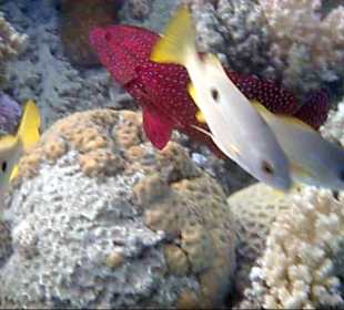 Zackenbarsch, Schnapper