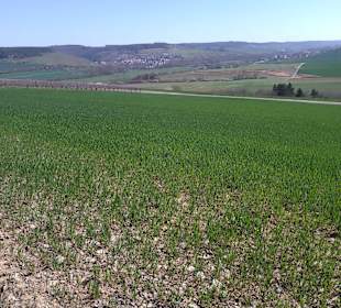 Blick über Felder ins Taubertal