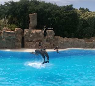 Dolphin show