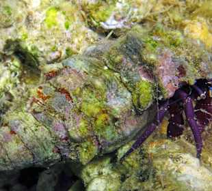 Schnorcheln am Hausriff