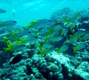 Abou Dabab (Marsa Alam)