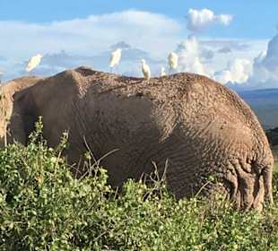 Im Amboseli mit Kilimandscharo 