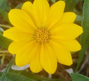 Wandern Puerto de la Cruz