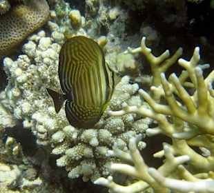 Juv. Indischer Segelflosser