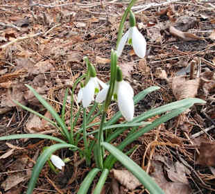 Schneeglöckchen 
