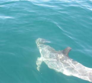 Delphin