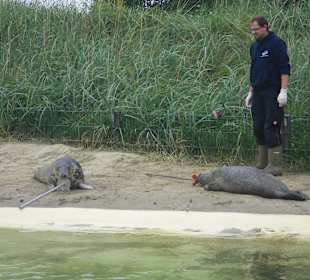 Vorführung - Fütterung