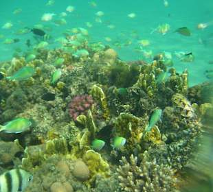 Unterwasserwelt für Schnorchler