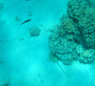 Schnorcheln Abou Dabab