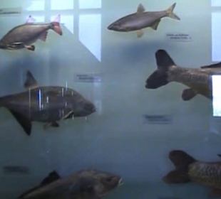 Naturhistorisches Museum