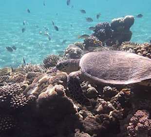Schnorcheln am Hausriff
