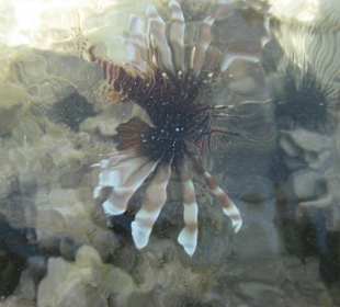 Feuerfisch