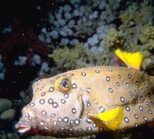 Hurghada Tauchen - Rotes Meer - Tauchausflüge Amy Reisen