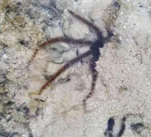 Schnorcheln Marsa Alam