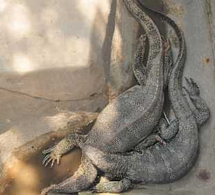 Leguane