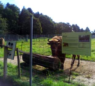 Der neue Wildpark in Bad Marienberg
