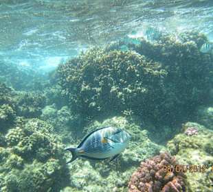 Am Hausriff direkt vor dem Hotel