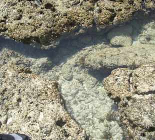 Ausflug Glasbodenboot Diani Beach