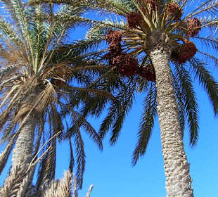 Zarzis spiaggia
