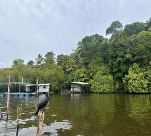 Bentota Fluss- und Mangroven Tour