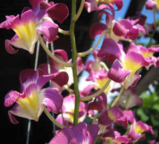 Orchideenfarm auf Koh Lanta