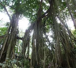 Alte Bäume im Affenwald