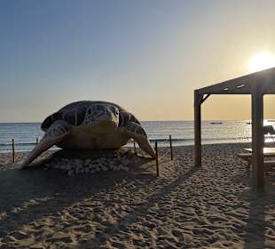 Schildkrötenbucht Abu Dabbab