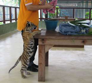 Bei den kleinsten Tigern