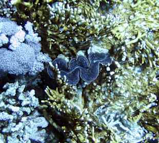 Nurkowanie w Sharm el Sheikh - podwodne życie