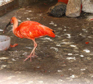 Roter Ibis