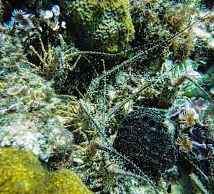 Langusten beim Schnorcheln