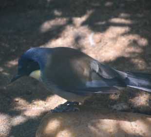 Blaukappenhäherling